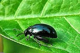 کک نباتی (Flea beetle)