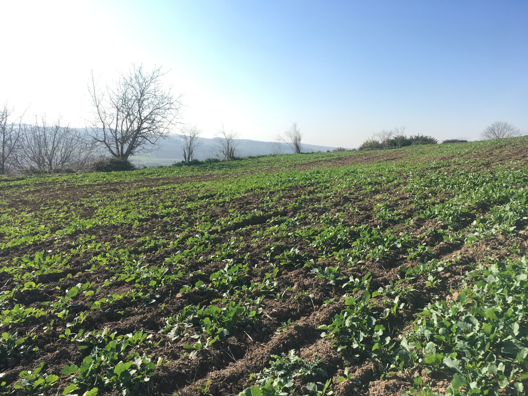 بازدید از برخی مزارع تکثیری کتان و کلزا در استان مازندران