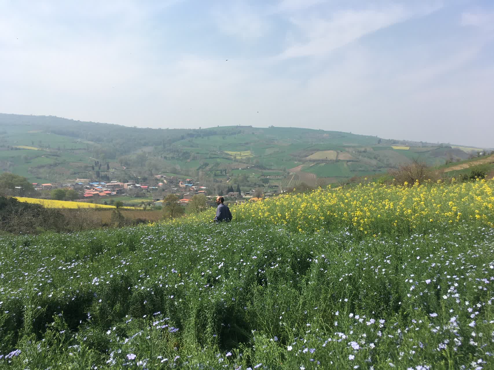 مزارع تکثیری کتان و کلزا در استان مازندران