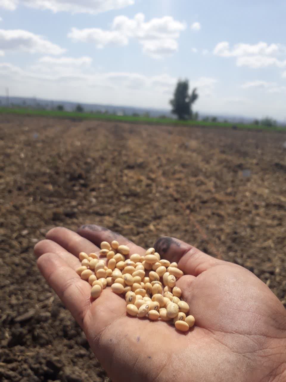 ارزیابی ژنوتیپ های زودرس سویا پس از شالی جهت تولید علوفه و دانه در شالیزارهای استان مازندران