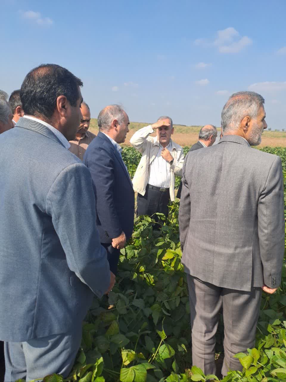 بازدید مجری دانه های روغنی کشور و هیئت همراه از مزرعه بذری آرین شرکت توسعه کشت دانه های روغنی 