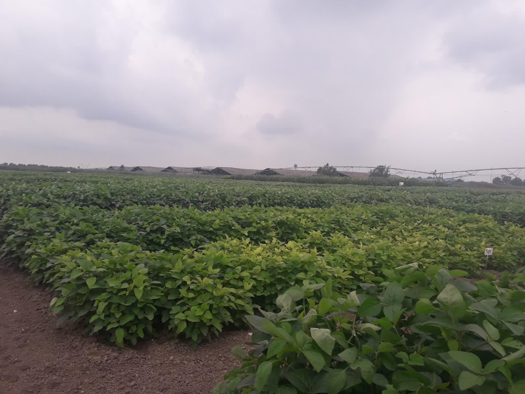 عملیات داشت طرح ارزیابی ژنوتیپهای سویای متوسط رس و زودرس در مازندران عملیات داشت طرح ارزیابی ژنوتیپهای سویای متوسط رس و زودرس در مازندران