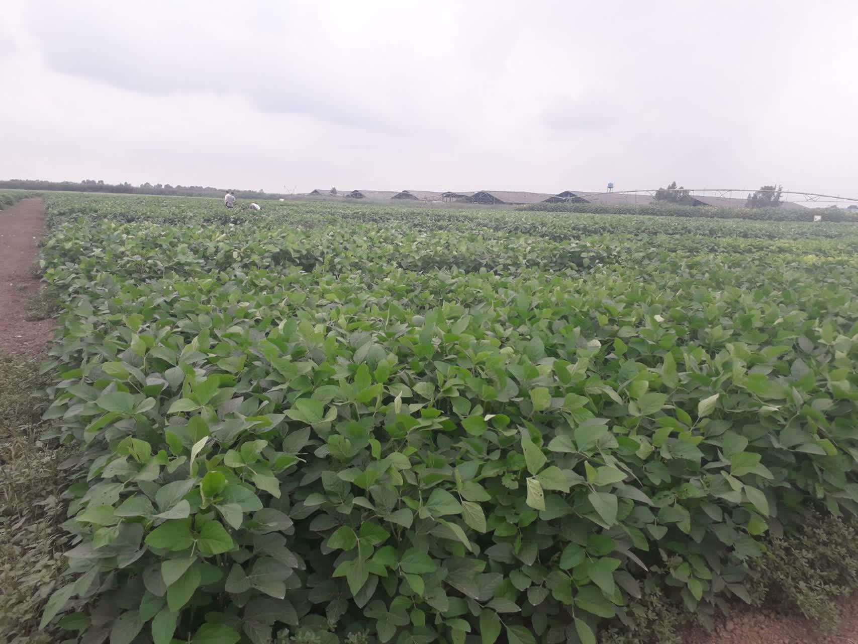 عملیات داشت طرح ارزیابی ژنوتیپهای سویای متوسط رس و زودرس در مازندران عملیات داشت طرح ارزیابی ژنوتیپهای سویای متوسط رس و زودرس در مازندران