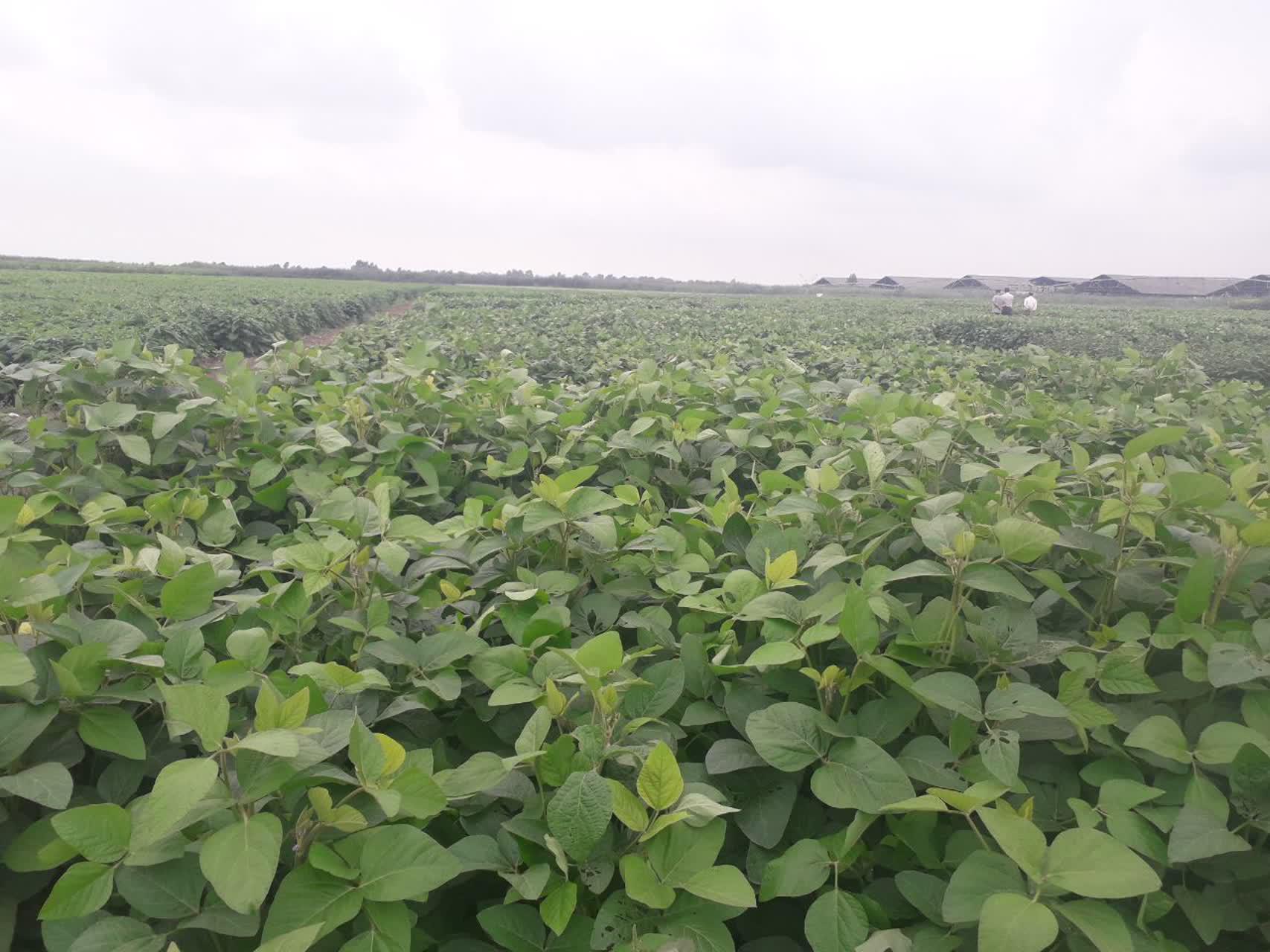 عملیات داشت طرح ارزیابی ژنوتیپهای سویای متوسط رس و زودرس در مازندران عملیات داشت طرح ارزیابی ژنوتیپهای سویای متوسط رس و زودرس در مازندران