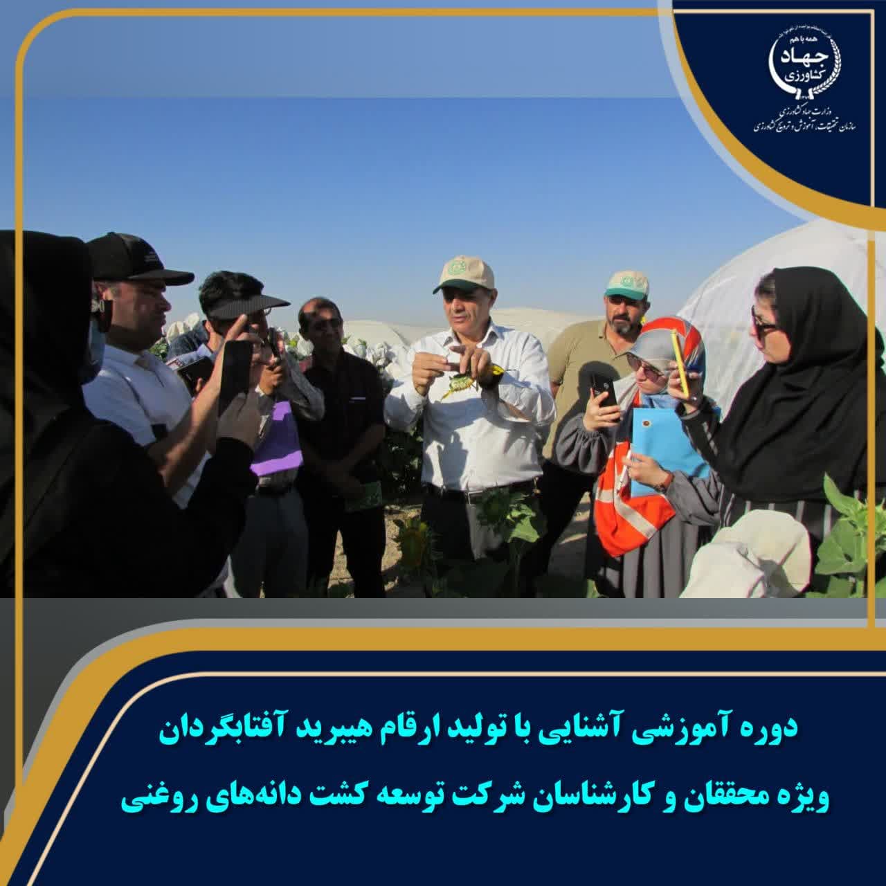 دوره آموزشی آشنایی با تولید ارقام هیبرید آفتابگردان دوره آموزشی آشنایی با تولید ارقام هیبرید آفتابگردان