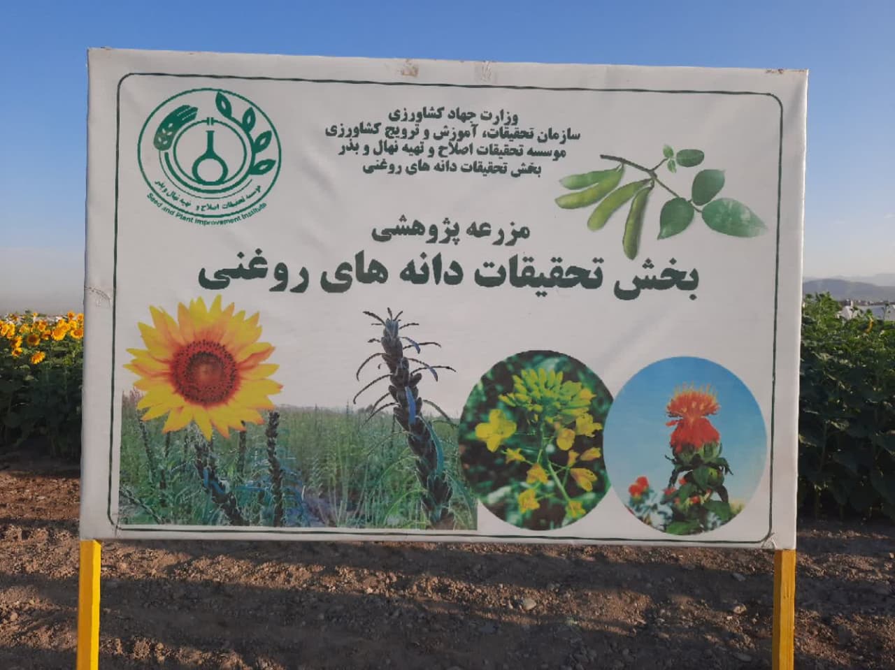 دوره آموزشی آشنایی با تولید ارقام هیبرید آفتابگردان دوره آموزشی آشنایی با تولید ارقام هیبرید آفتابگردان