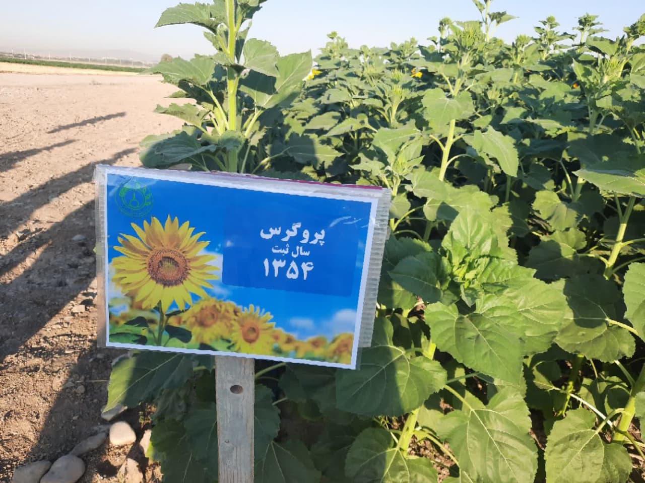 دوره آموزشی آشنایی با تولید ارقام هیبرید آفتابگردان دوره آموزشی آشنایی با تولید ارقام هیبرید آفتابگردان