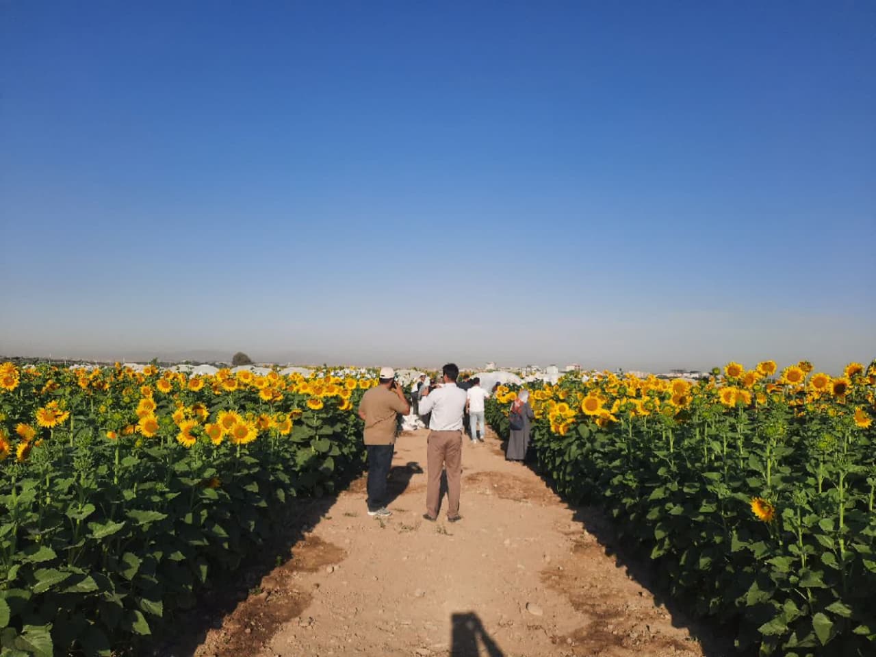 دوره آموزشی آشنایی با تولید ارقام هیبرید آفتابگردان دوره آموزشی آشنایی با تولید ارقام هیبرید آفتابگردان