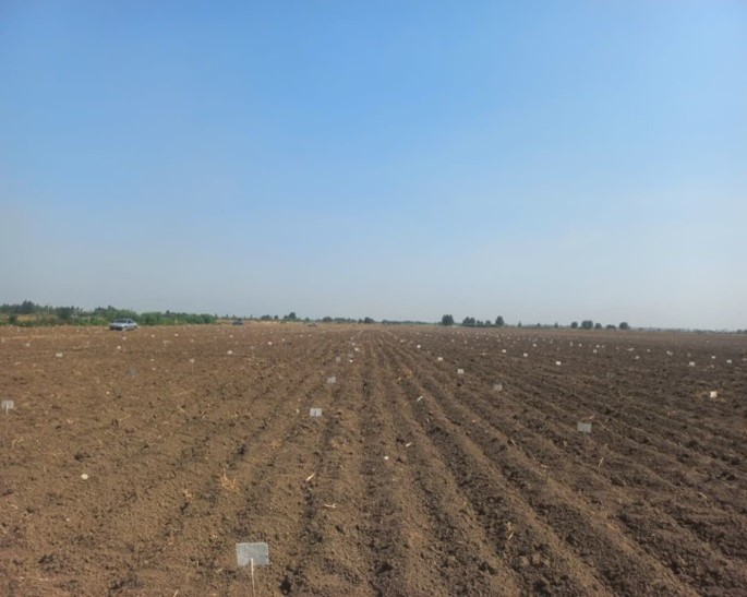 طرح احیای کلکسیون سویا 