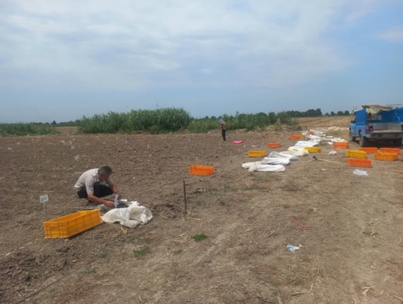 طرح احیای کلکسیون سویا 