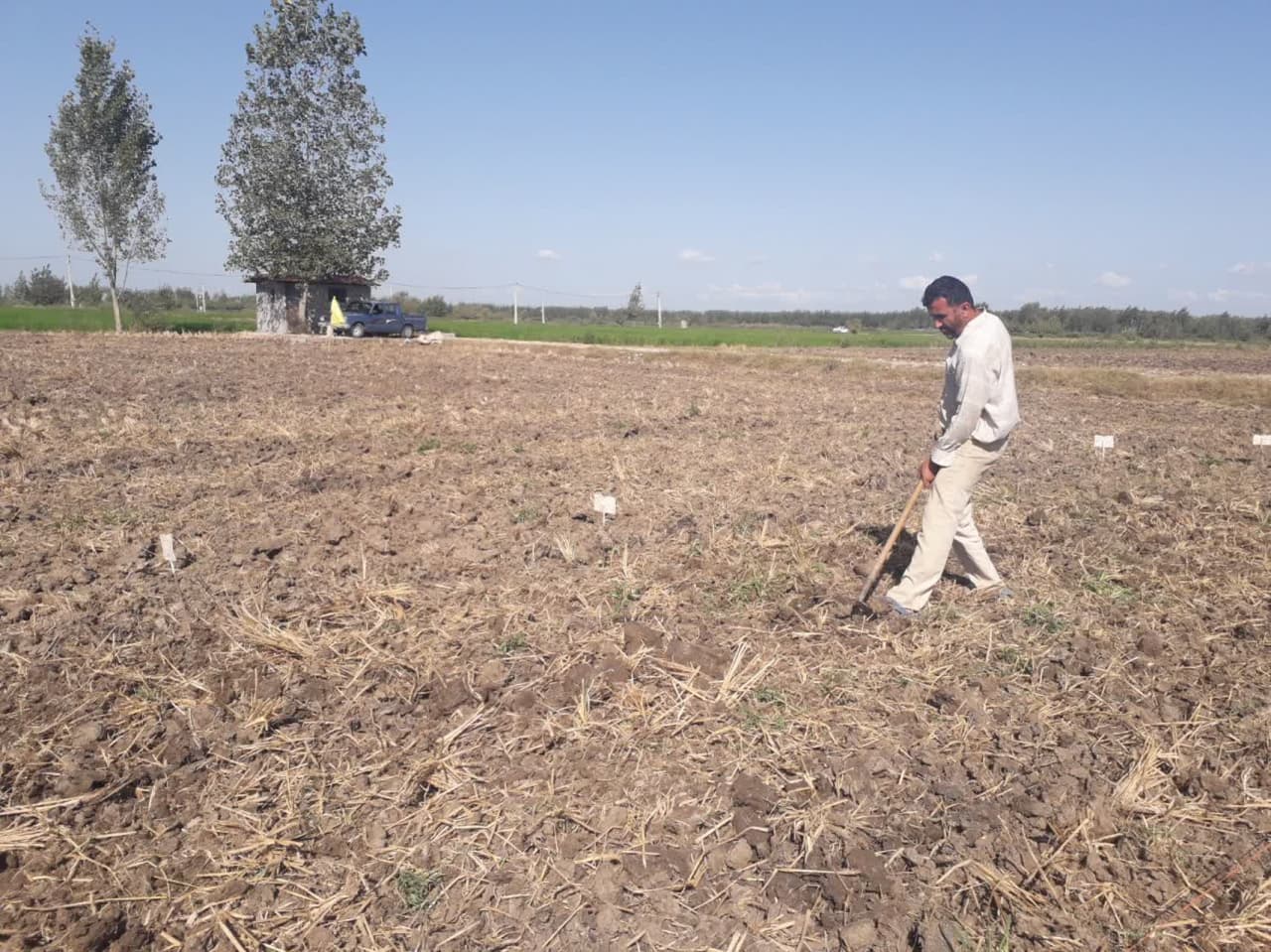 ارزیابی ژنوتیپ های زودرس سویا پس از شالی جهت تولید علوفه و دانه در شالیزارهای استان مازندران