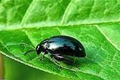 کک نباتی (Flea beetle)